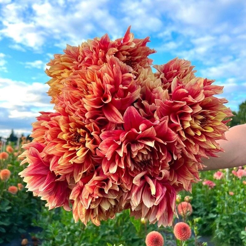 Aynı Sene Çiçek Açar Dev Çiçekli Dazzling Magic  Dahlia Yumrusu (1 adet)