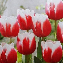 Furand Dik Başlı Kırmızı Beyaz Lale Soğanı (5 adet)