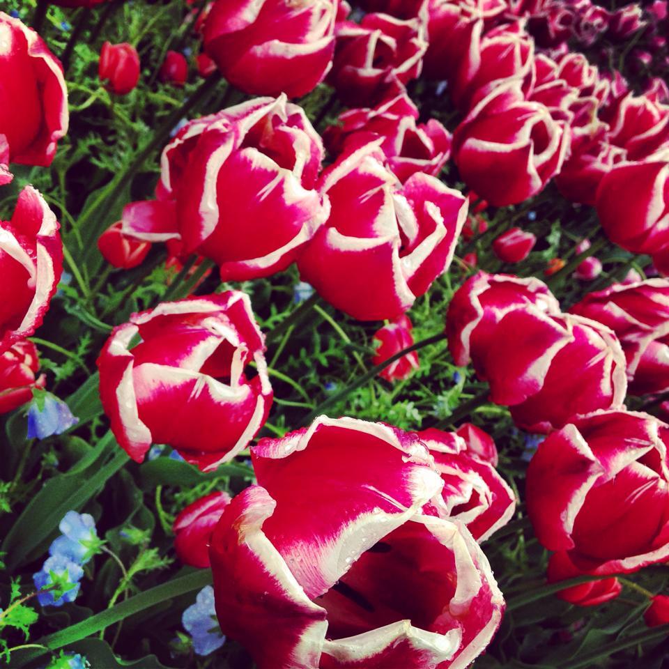 Furand Dik Başlı Kırmızı Beyaz Lale Soğanı (5 adet)