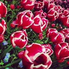 Furand Dik Başlı Kırmızı Beyaz Lale Soğanı (5 adet)