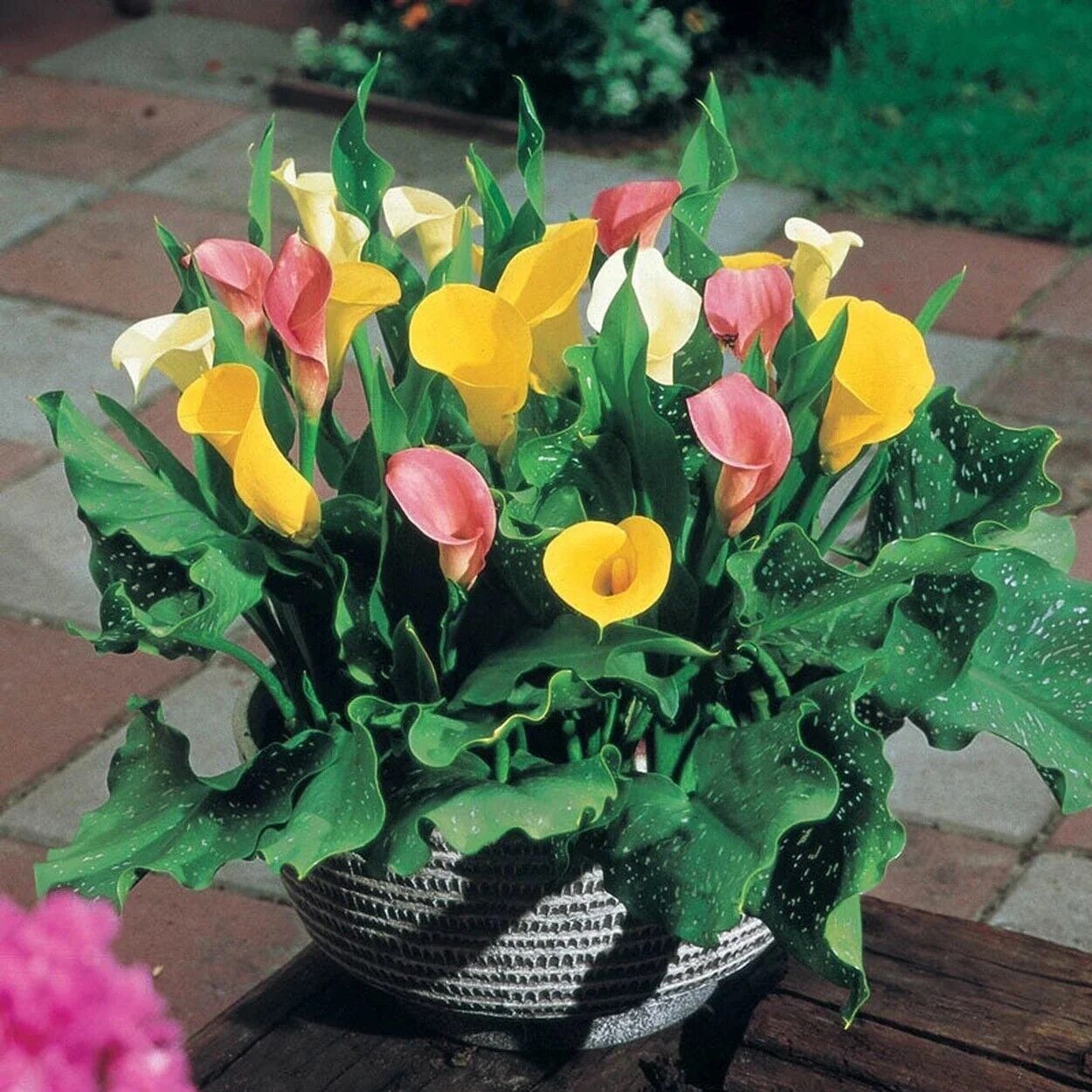 Crystal Blysh Calla Gala Çiçeği Soğanı (3 Adet Soğan)