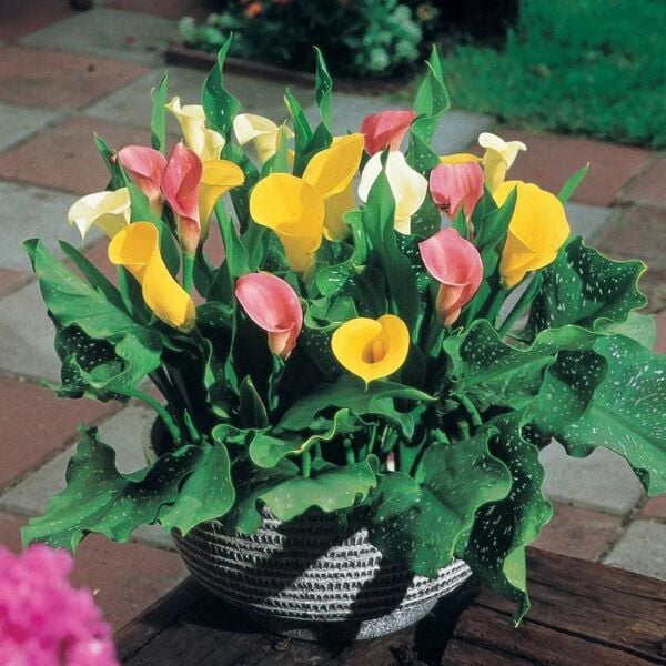 Crystal Blysh Calla Gala Çiçeği Soğanı (3 Adet Soğan)