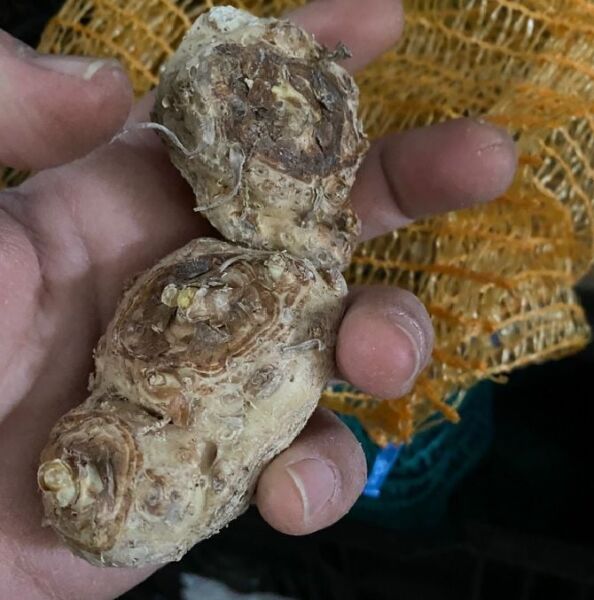 Gold Label Calla Gala Çiçeği Soğanı (1 Adet Soğan)