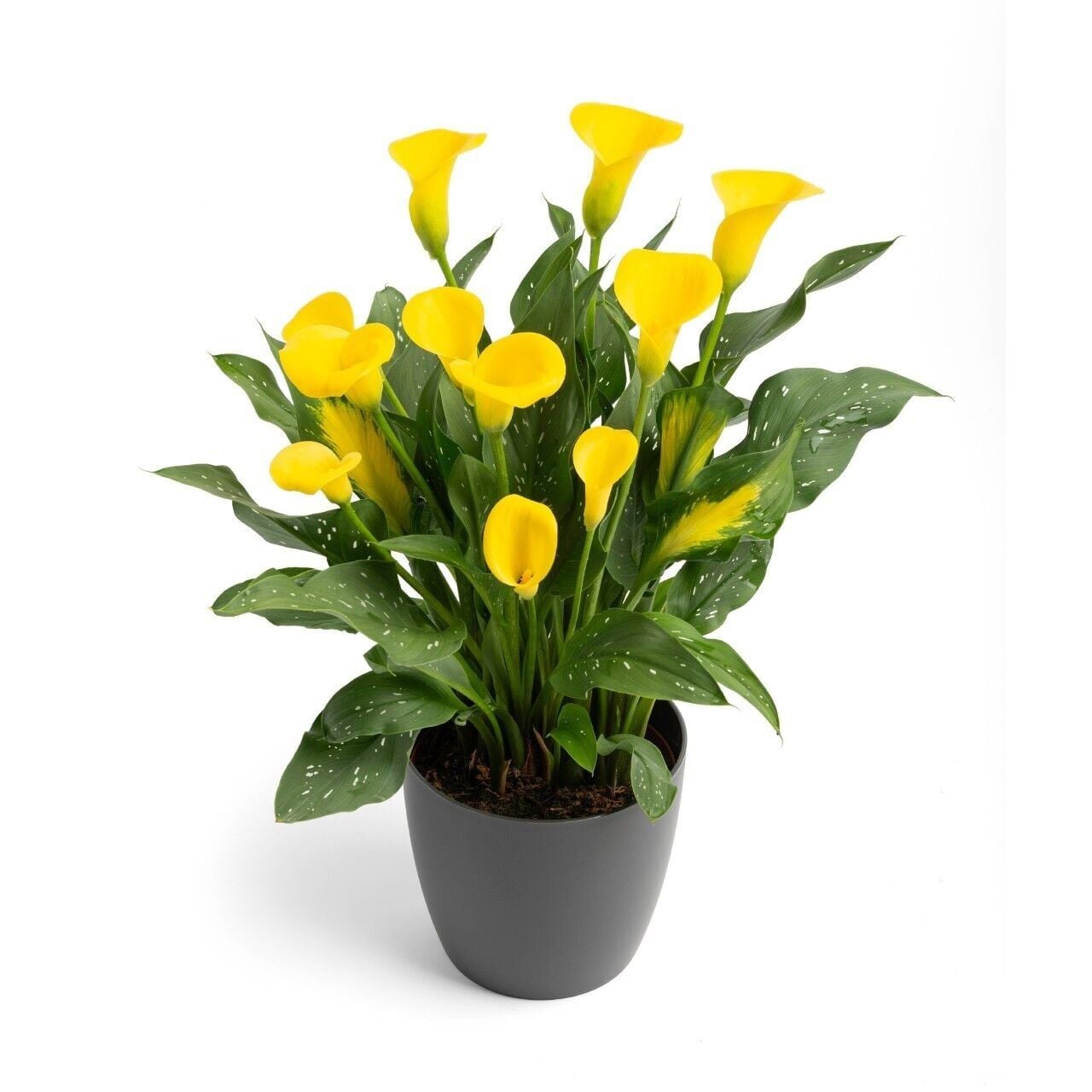 Gold Label Calla Gala Çiçeği Soğanı (1 Adet Soğan)