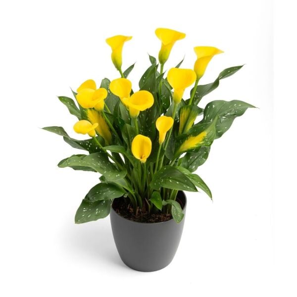 Gold Label Calla Gala Çiçeği Soğanı (1 Adet Soğan)