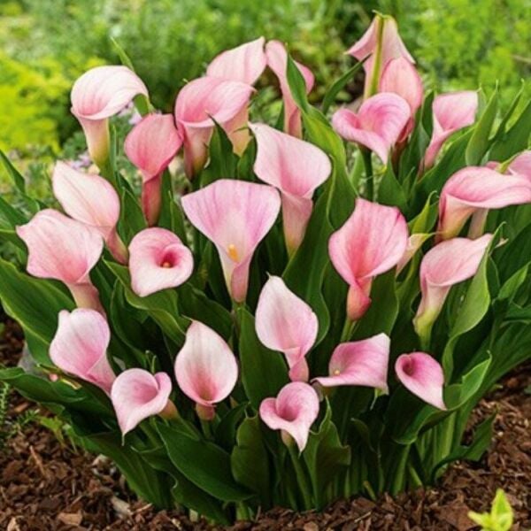 Strawberry Blush Calla Gala Çiçeği Soğanı (1 Adet Soğan)