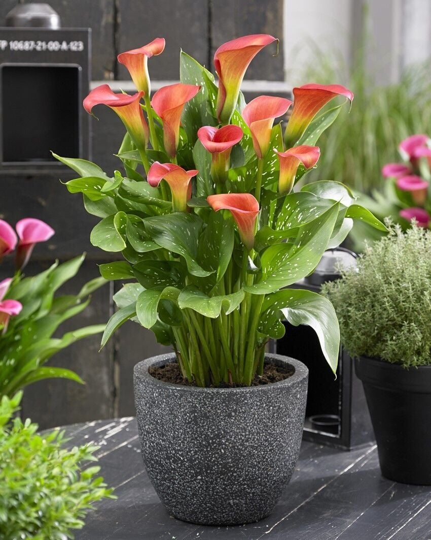 Bloody Mary Calla Gala Çiçeği Soğanı (1 Adet Soğan)