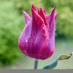 Mor Purple Dream Osmanlı Lale Soğanı (5 adet)