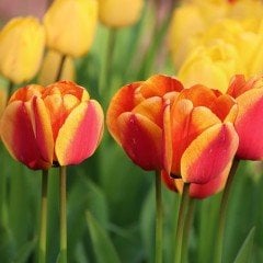 Katmerli Sarı Kırmızı Bonanza Lale Soğanı (5 adet)