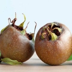 Tüplü Hızlı Gelişen Muşmula Döngel Fidanı