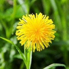 Doğal Şifalı Karahindiba Tohumu (250 tohum)