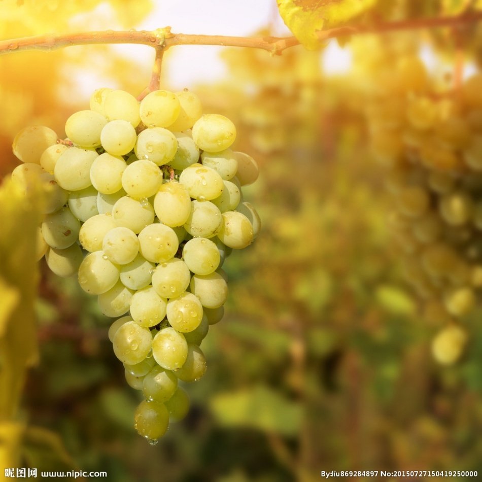 Tüplü Pekmezlik Maccabeu Üzüm Fidanı