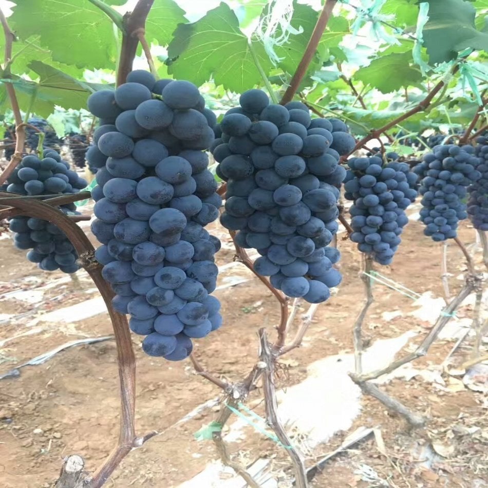 Tüplü Yöresel  Ekşi Kara Üzüm Fidanı