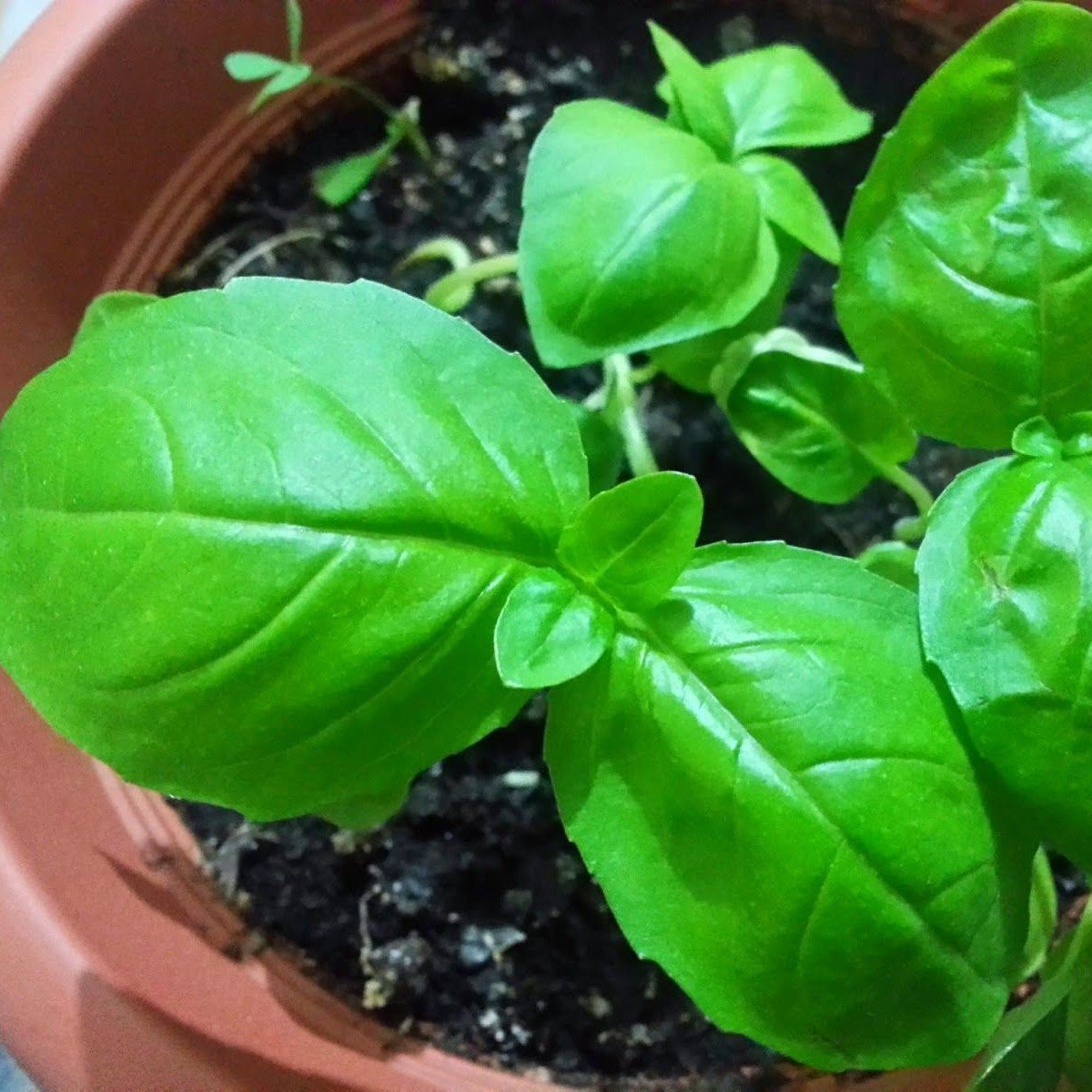 Geniş Büyük Yapraklı Fesleğen Tohumu (250 tohum)