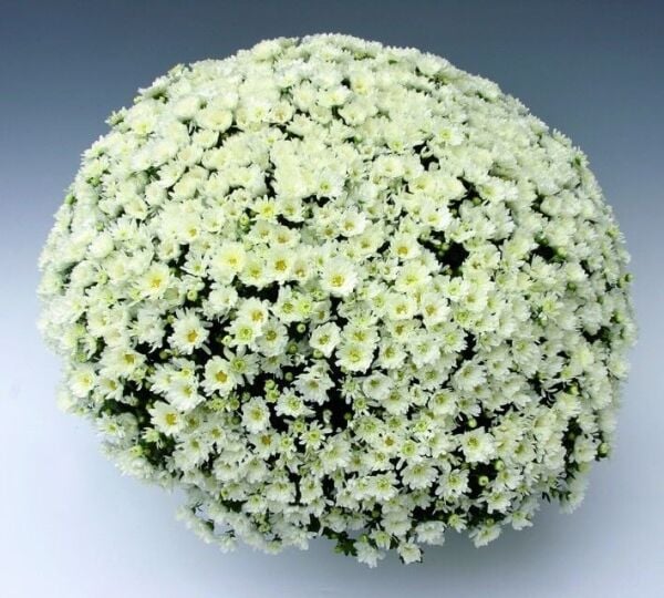 Özel Seri Branroyal White Beyaz Renkli Kasımpatı Çiçeği Fidesi (1 Adet)
