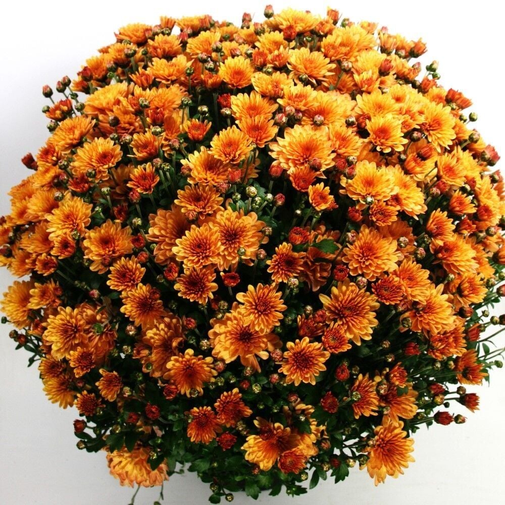 Özel Seri Özel Seri Bransound Dark Orange Kasımpatı Krizantem Çiçeği Fidesi (1 Adet)
