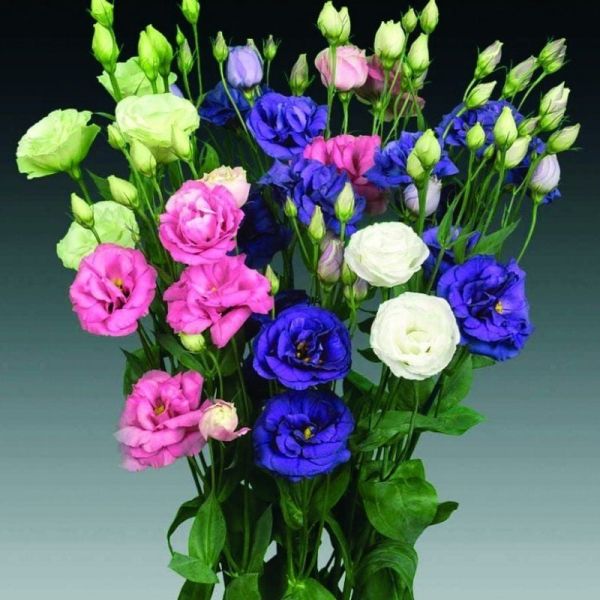 Mix Karışık Renkli Lisianthus Çiçeği Çiçeği Fidesi (4 adet)