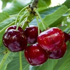 Tüplü Yüksek Verimli Kütahya Vişne Fidanı