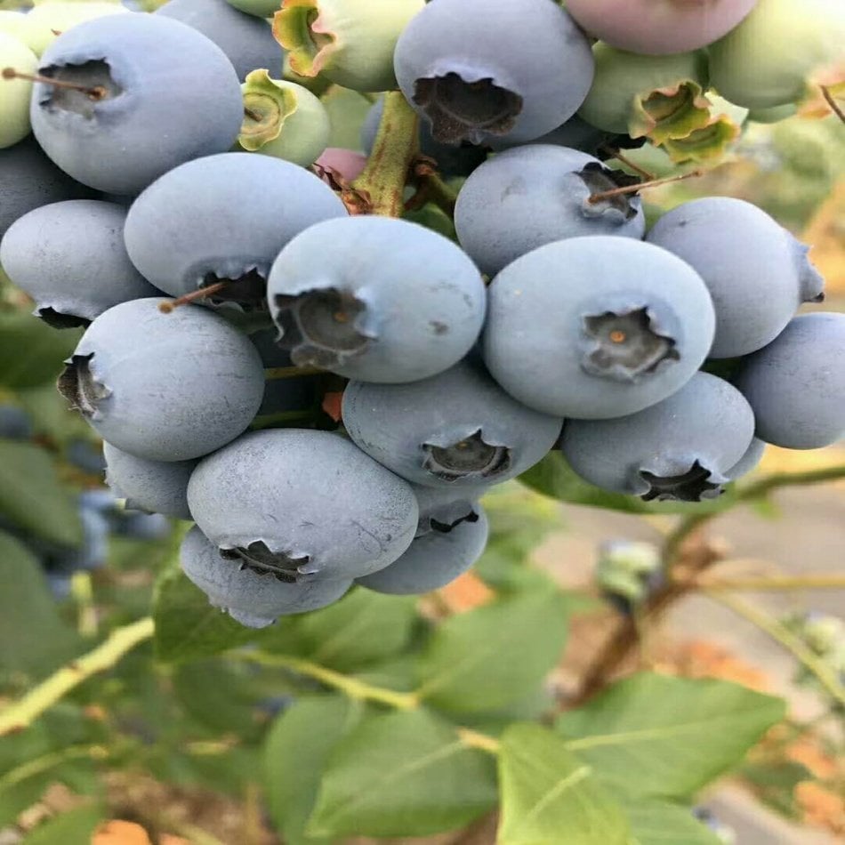Tüplü Lipaka Oneal Yaban Mersini  Fidanı