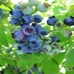 Tüplü Kısa Zamanda Meyve Veren Jubile Blueberry Yaban Mersini  Fidanı