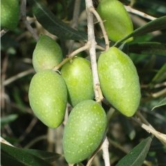 Tüplü Memecik Zeytin Fidanı