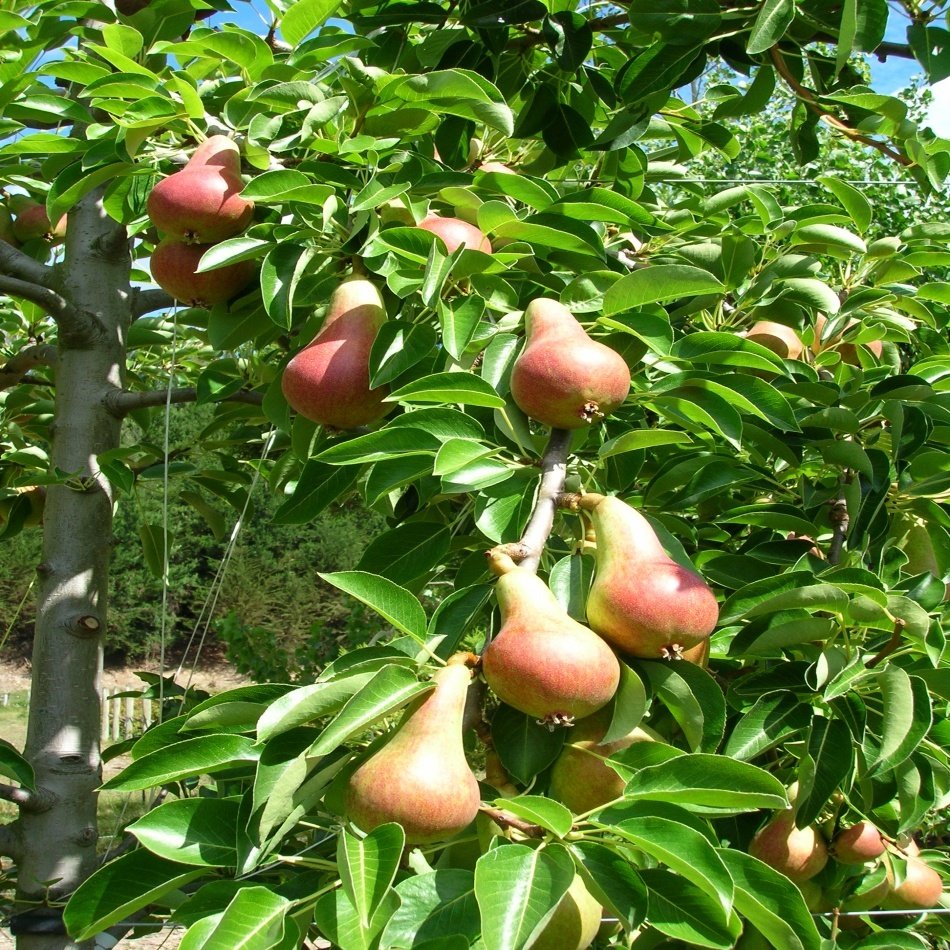 Tüplü Yarı Bodur Kendine Verimli Carmen Armut Fidanı
