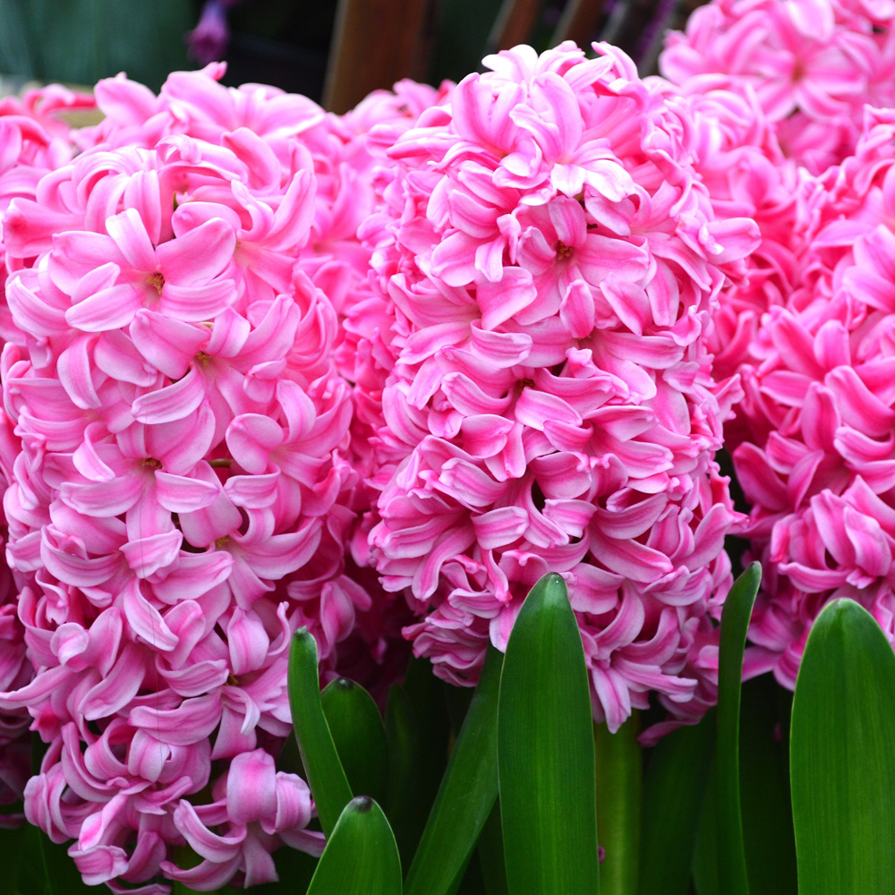 Pink Surprise Süpris Sümbül Soğanı (3 adet)