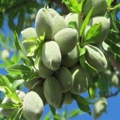 Tüplü Yarı Bodur Ferraduel Badem Fidanı