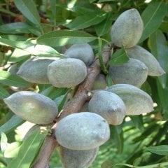 Tüplü Yarı Bodur Ferragnes Diş Badem Fidanı