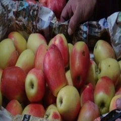 Tüplü Yarı Bodur  Yöresel Kağızman Elma Fidanı