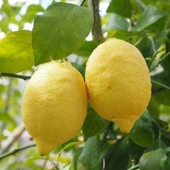 Tüplü Yoğun Kokulu Finike Beyaz Limon Fidanı