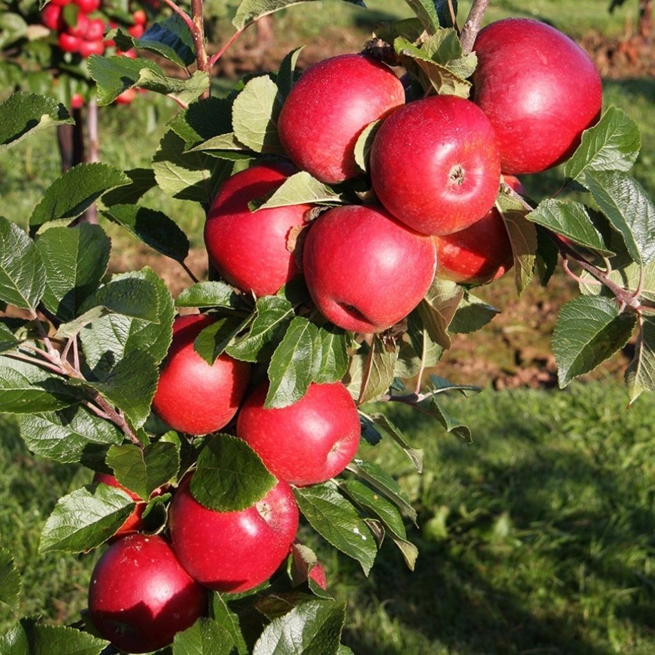 Tüplü Yarı Bodur Summer Red Elma Fidanı
