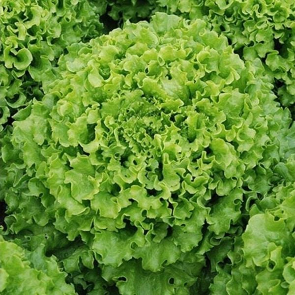 Geleneksel Ata Tohumları İvanka Yeşil Kıvırcık Marul Tohumu(800 tohum)