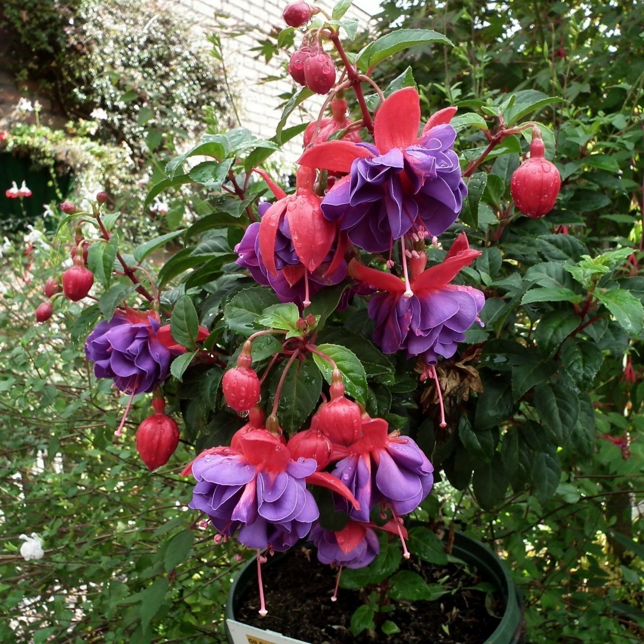 İri Çiçekli Gillian Althea Küpe Çiçeği Fidesi (2 adet)