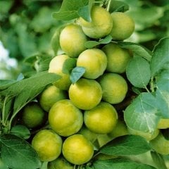 Tüplü Yarı Bodur Tozlayıcı Cin Erik Fidanı