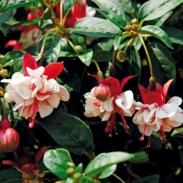 İri Çiçekli General Monk Red White Küpe Çiçeği Fidesi (1 adet)