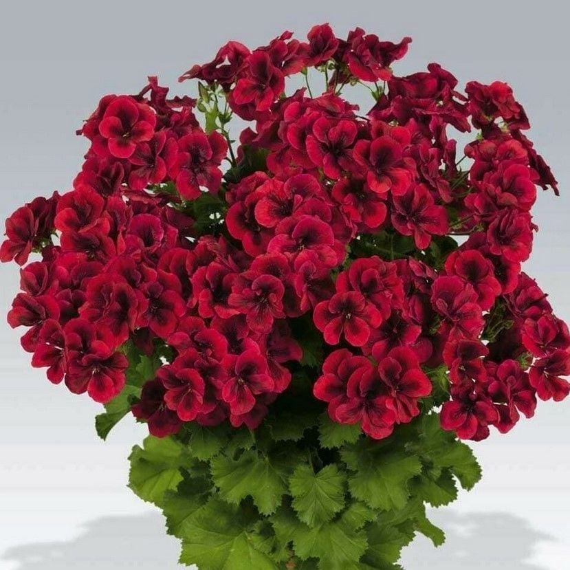 Clario Dark Red Canan Ceylangözü Çiçeği Fidesi (1 adet)