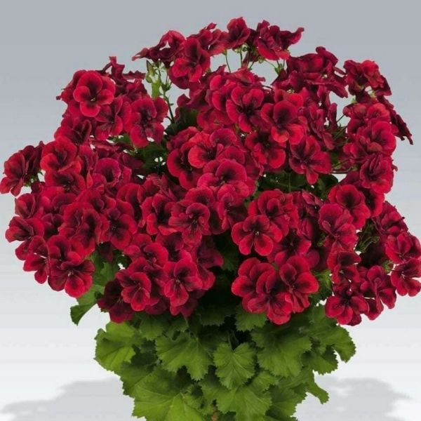 Clario Dark Red Canan Ceylangözü Çiçeği Fidesi (1 adet)