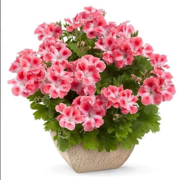 Tatlı Tonlar Clarion Peach Sardunya Canan Çiçeği Fidesi (1 adet)