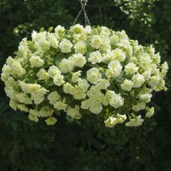 Katmerli Kokulu Sarkan Susanna Petunya Çiçeği Fidesi (2 adet)