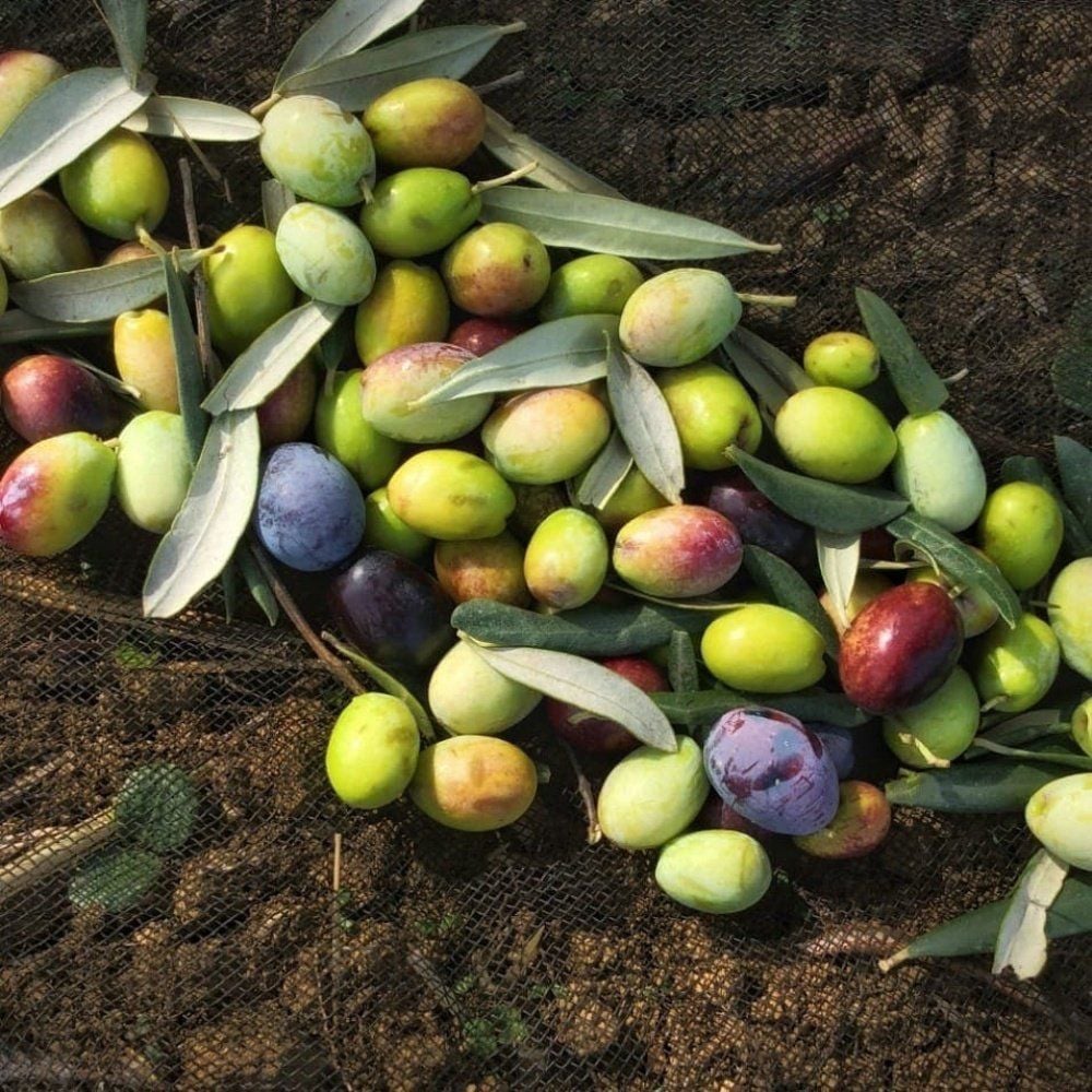 Aşılı 3-4 Yaşlı Ayvalık(Edremit) Zeytin Fidanı (100-150 cm)