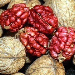 Açık Kök Özel Üretim Kırmızı Ceviz Fidanı (10 Adet)