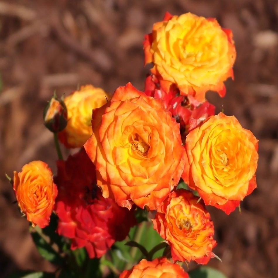 Tüplü Yediveren Orkan Sarı-Turuncu Gül Fidanı