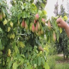 Tüplü Tam Bodur Yüksek Verimli Haziran Güzeli Armut Fidanı