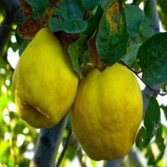 Tüplü Tam Bodur Aromalı Ege 22 İstanbul Ayva Fidanı