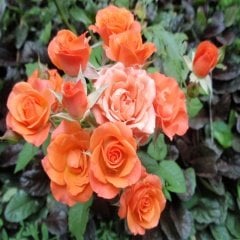 Tüplü Peach Taifun Gül Fidanı