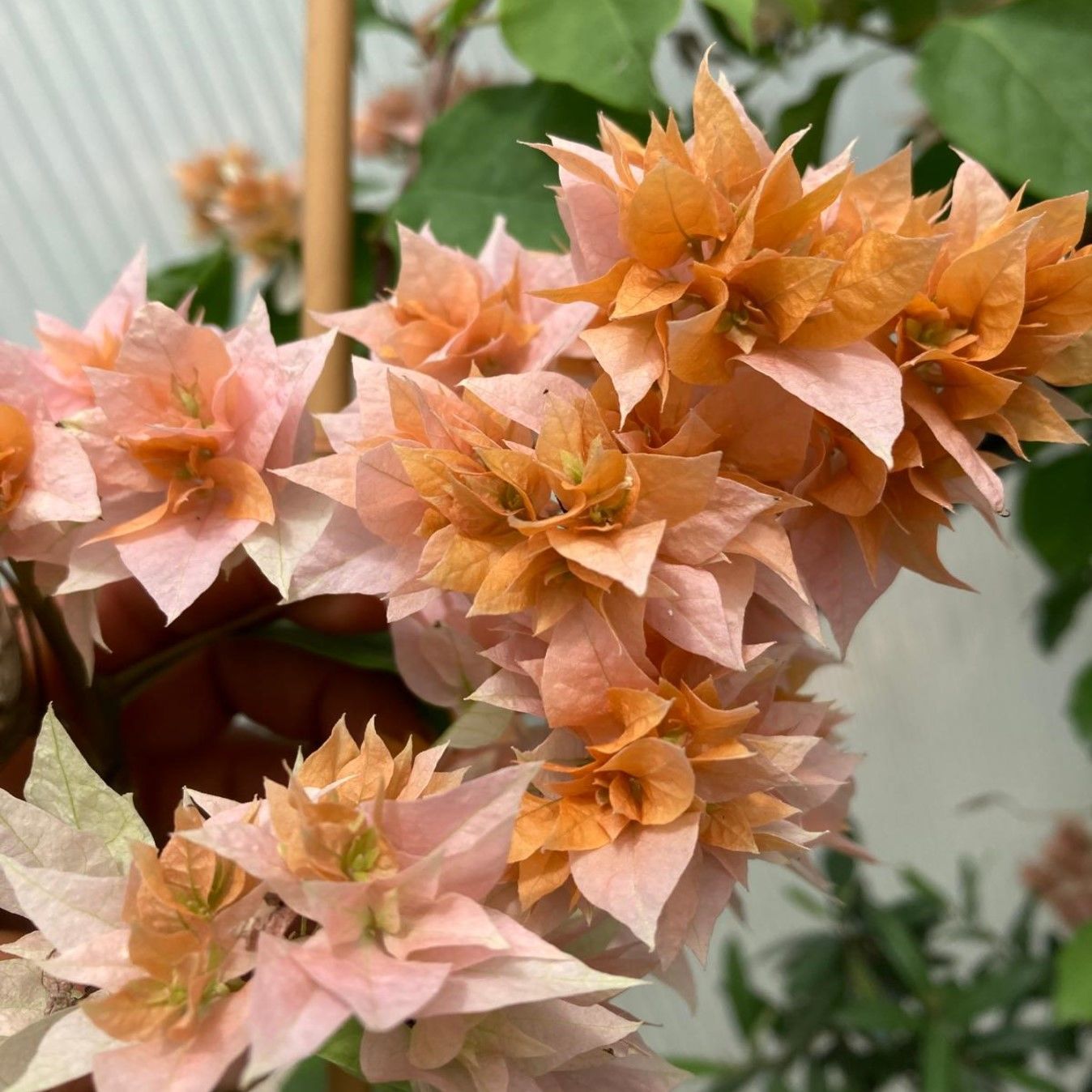 Turuncu  Katmerli  Begonvil Çiçeği Fidesi (1 adet)