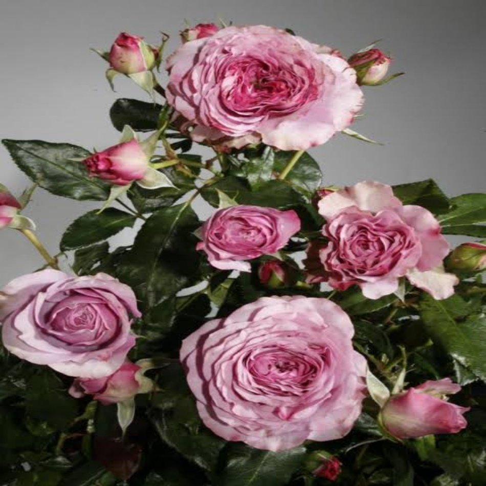 Tüplü Blue Orkan Yediveren Gül Fidanı