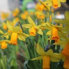 Yellow(Sarı) Ocean Nergis Soğanı (5 Adet)