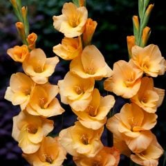 Kokulu Gladiolus Yellow Swan Sarı Glayör Çiçeği Soğanı (2 adet)
